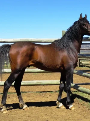 Arabian Horses for Sale