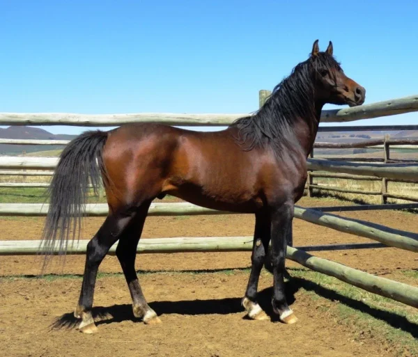 Arabian Horses for Sale