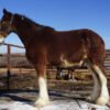 Clydesdale Horses for Sale