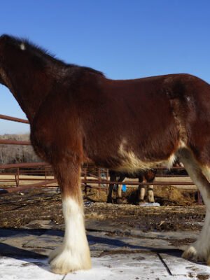 Clydesdale Horses for Sale