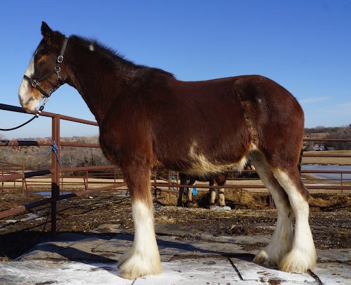 Clydesdale Horses for Sale