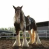 Clydesdale Horses for Sale