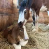 Clydesdale Horses for Sale