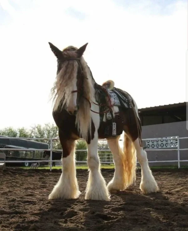 Clydesdale Horses for Sale
