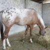 Appaloosa Horse for Sale | Purebred Appaloosas