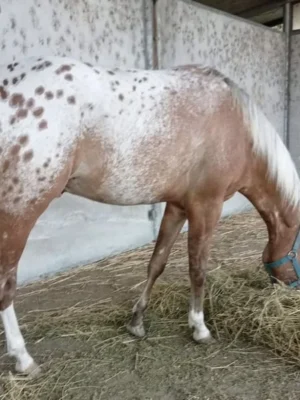 Appaloosa Horse for Sale | Purebred Appaloosas