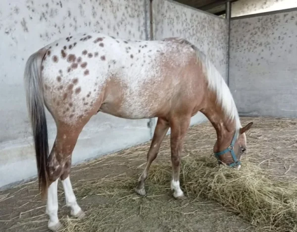 Appaloosa Horse for Sale | Purebred Appaloosas