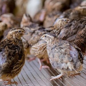 Quail For Sale