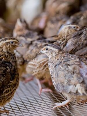 Quail For Sale