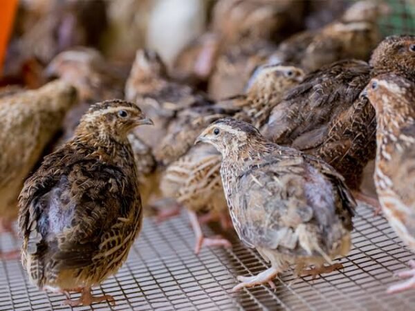 quail Quail For Sale